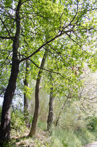 Trees in forest