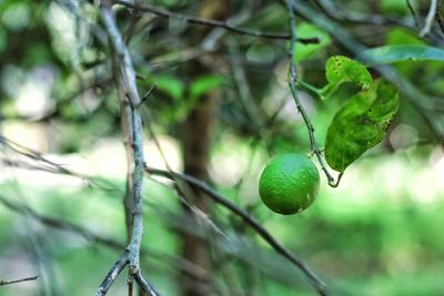 Close-up of green lemon growing on tree