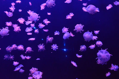 Close-up of jellyfish swimming in sea