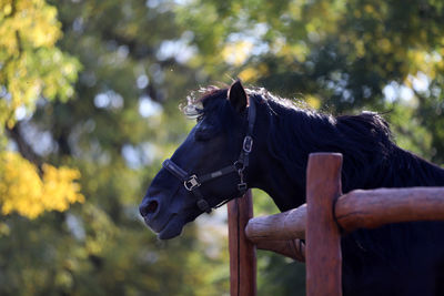 Close-up of a horse on the beach