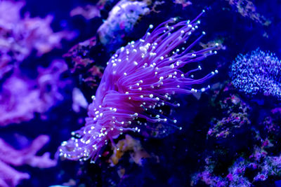 Close-up of coral in sea