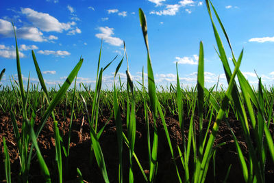 Close-up of grass growing in field