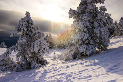 Trees on snow covered field against sky during sunset