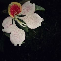 Close-up of flower growing outdoors