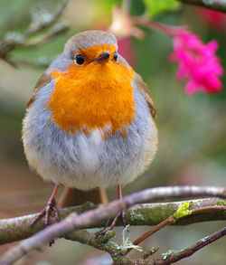 Close-up of bird perching on branch