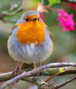 Close-up of bird perching on branch