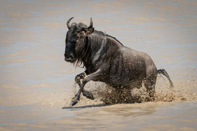 Horse running in a water