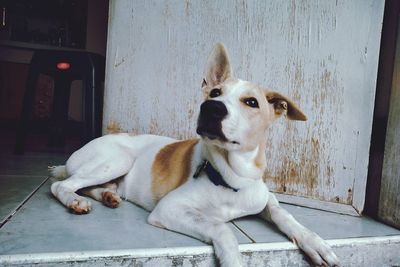 Dog sitting on wooden door