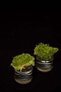 Close-up of vegetables against black background