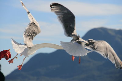 Scenic view of seagull flying mid air