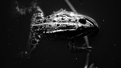 Close-up of turtle swimming in water