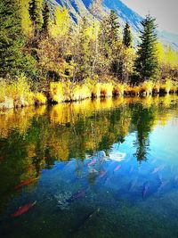 Reflection of trees in water