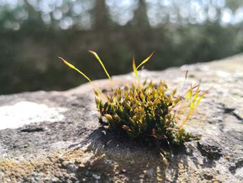 Close-up of plant on rock