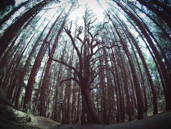 Low angle view of trees in forest