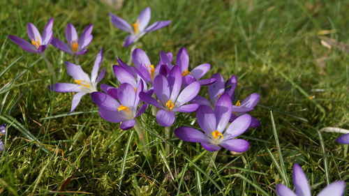 Crocus in the spring