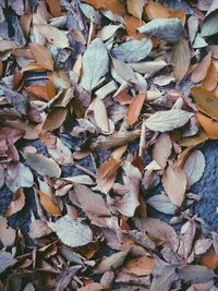 Full frame shot of autumn leaves