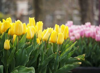 Close-up of yellow tulips