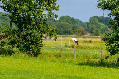 Scenic view of grassy field