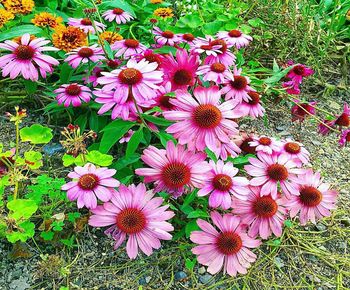 High angle view of pink flowering plants on field