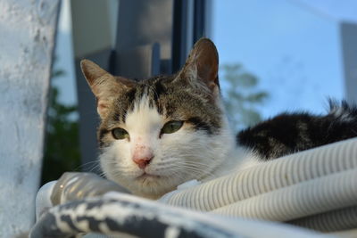 Close-up portrait of a cat