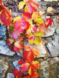 Close-up of maple leaves on plant