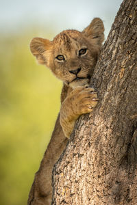 Close-up portrait of lion cub on tree trunk