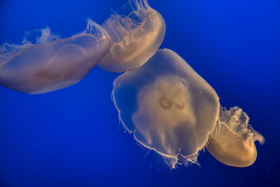 Close-up of jellyfish swimming in sea