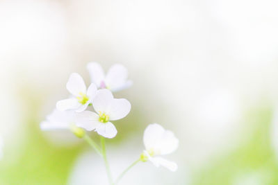 Close-up of white flowering plant