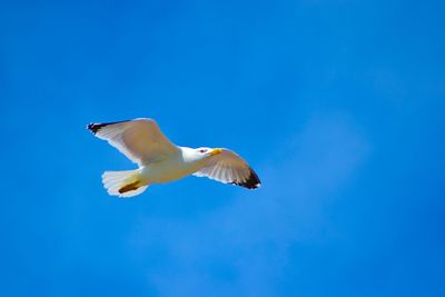 Low angle view of seagull flying against clear blue sky