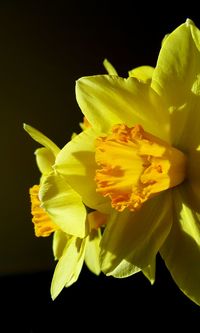 Close-up of yellow daffodil against black background