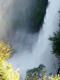 Low angle view of trees in forest against sky