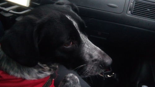 Close-up of dog in car