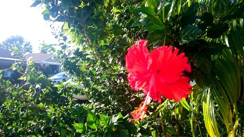 Close-up of red flower