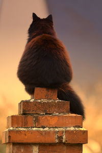 Low angle view of cat on wall