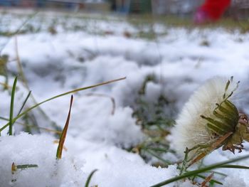 Close-up of frozen plant on snow covered field