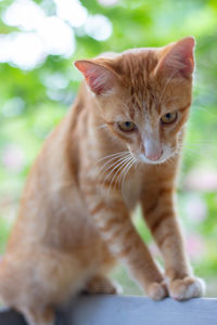Close-up portrait of a cat