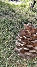 Plants growing on field