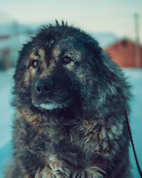 Close-up portrait of a dog