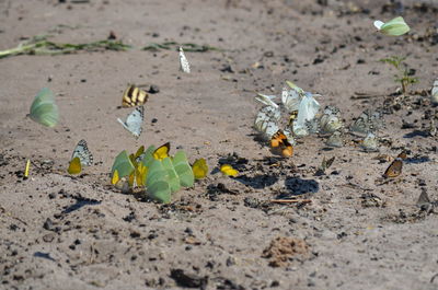 Butterflies on sand at beach