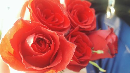 Close-up of red roses