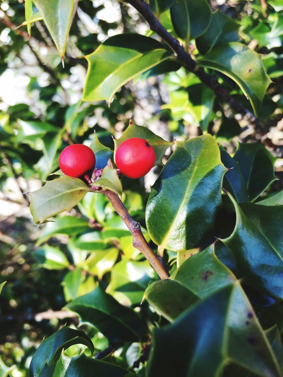 fruit, food and drink, leaf, red, food, freshness, growth, healthy eating, green color, close-up, tree, ripe, focus on foreground, nature, berry fruit, branch, plant, growing, hanging, day