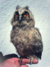 Close-up of hand holding bird