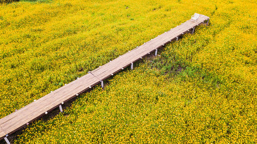 High angle view of yellow flowering plants on field