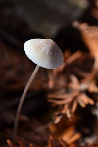 Close-up of mushroom growing outdoors