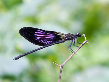 Close-up of butterfly perching on flower