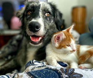 pet