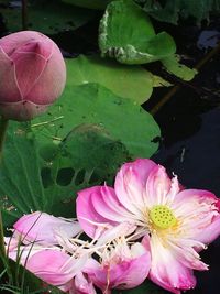 Close-up of pink lotus water lily