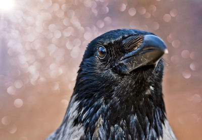 Close-up of adult crow