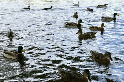 Ducks swimming in lake