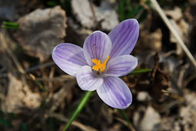 Close-up of purple crocus flower